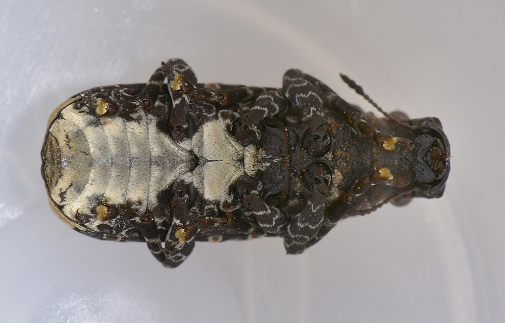 Platyrhinus resinosus